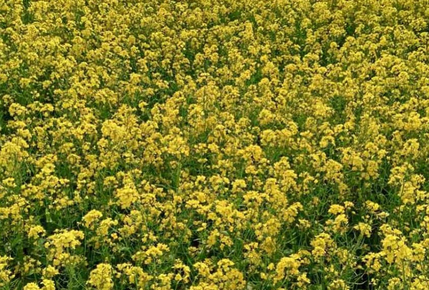 কড়া ঠান্ডায় মধুর উৎপাদন বেড়েছে দু’ জেলায়
